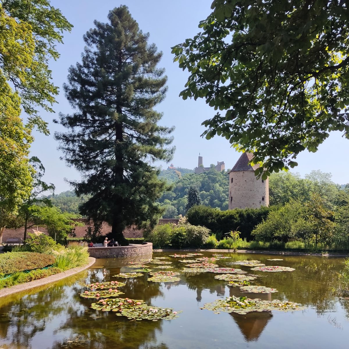 Schlosspark Weinheim mit Seerosenteich und Blick auf die Burgruine Windeck